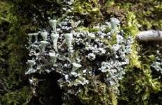 Becherflechte, Foto 6