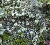 Becherflechte, Foto 8