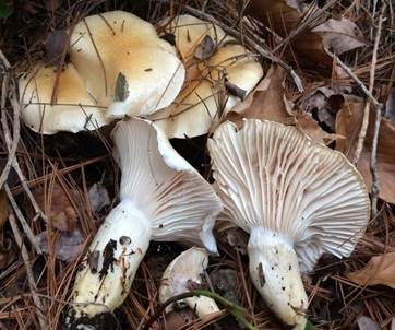 Gelbscheibiger Schneckling, Foto 2