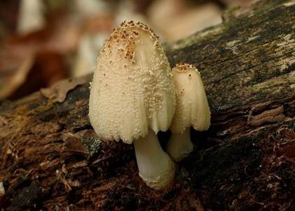 Gelbschuppiger Tintling, Foto 2