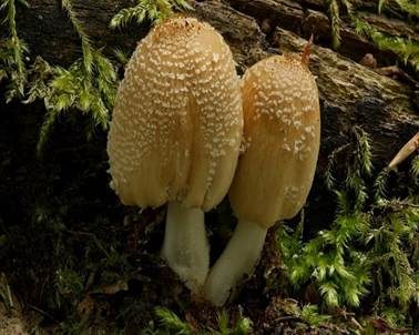 Gelbschuppiger Tintling, Foto 3