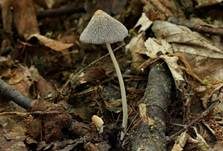 Gelbschuppiger Tintling, Foto 12