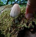 Gelbschuppiger Tintling, Foto 20