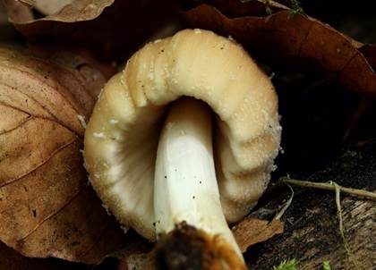 Gelbschuppiger Tintling, Foto 4