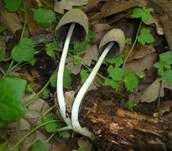Gelbschuppiger Tintling, Foto 22