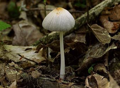 Gelbschuppiger Tintling, Foto 5