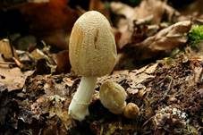 Gelbschuppiger Tintling, Foto 6
