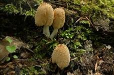 Gelbschuppiger Tintling, Foto 7