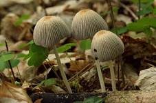 Gelbschuppiger Tintling, Foto 10