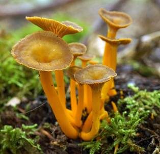 Gelbstieliger Trompetenpfifferling, Foto 2