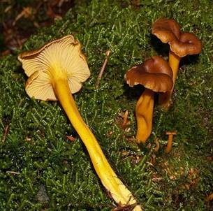 Gelbstieliger Trompetenpfifferling, Foto 3