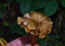 Gelbstieliger Trompetenpfifferling, Foto 12