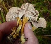 Gelbstieliger Trompetenpfifferling, Foto 14