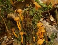 Gelbstieliger Trompetenpfifferling, Foto 18