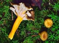 Gelbstieliger Trompetenpfifferling, Foto 19