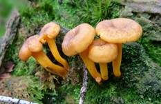 Gelbstieliger Trompetenpfifferling, Foto 22