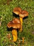 Gelbstieliger Trompetenpfifferling, Foto 25