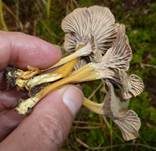 Gelbstieliger Trompetenpfifferling, Foto 26