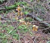 Gelbstieliger Trompetenpfifferling, Foto 30