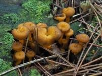 Gelbstieliger Trompetenpfifferling, Foto 31