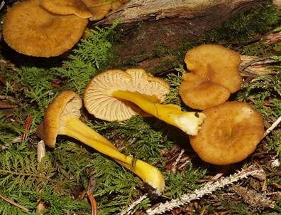 Gelbstieliger Trompetenpfifferling, Foto 5