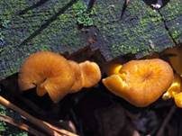 Gelbstieliger Trompetenpfifferling, Foto 34