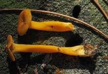 Gelbstieliger Trompetenpfifferling, Foto 36
