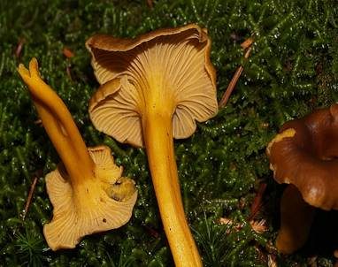 Gelbstieliger Trompetenpfifferling, Foto 6