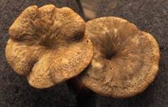 Gelbstieliger Trompetenpfifferling, Foto 47
