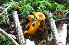 Gelbstieliger Trompetenpfifferling, Foto 8