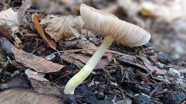 Gelbstieliger Dachpilz, Foto 14