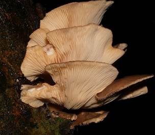Gelbstieliger Muschelseitling, Foto 2