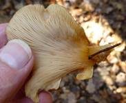 Gelbstieliger Muschelseitling, Foto 12