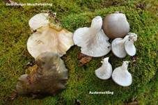 Gelbstieliger Muschelseitling, Foto 13