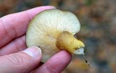 Gelbstieliger Muschelseitling, Foto 17