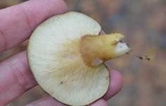 Gelbstieliger Muschelseitling, Foto 18