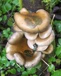 Gelbstieliger Muschelseitling, Foto 21