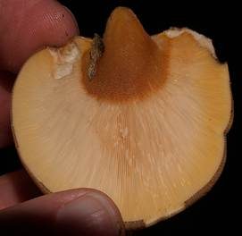 Gelbstieliger Muschelseitling, Foto 4