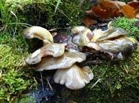 Gelbstieliger Muschelseitling, Foto 22