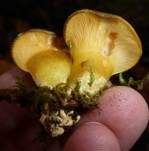 Gelbstieliger Muschelseitling, Foto 23