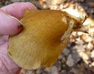 Gelbstieliger Muschelseitling, Foto 24