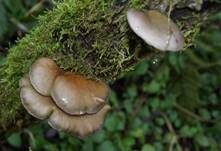 Gelbstieliger Muschelseitling, Foto 26