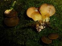 Gelbstieliger Muschelseitling, Foto 29