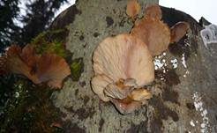 Gelbstieliger Muschelseitling, Foto 34