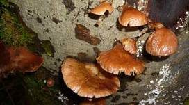 Gelbstieliger Muschelseitling, Foto 35