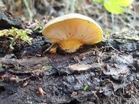 Gelbstieliger Muschelseitling, Foto 44