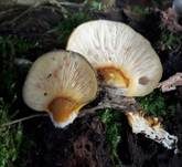 Gelbstieliger Muschelseitling, Foto 45