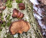 Gelbstieliger Muschelseitling, Foto 46