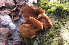 Gelbstieliger Muschelseitling, Foto 48