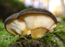 Gelbstieliger Muschelseitling, Foto 49